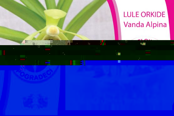 Lule Orchidea Vanda Alpina nga Albania Flower Shop Pogradeci 